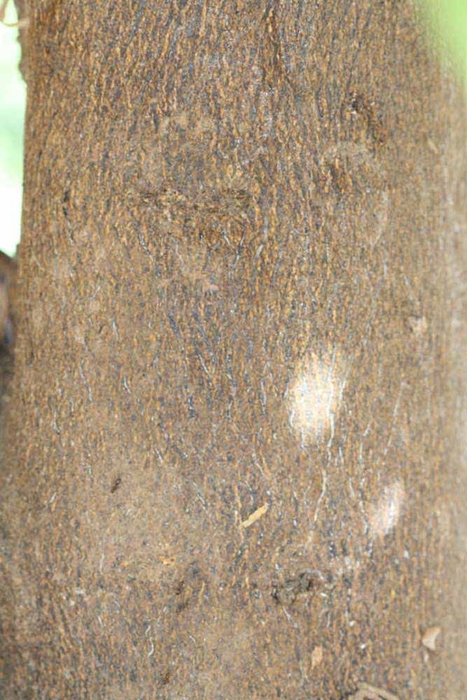            Bark (Riverside, CA)   